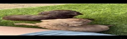 Cockapoo dogs for sale: 🐾 Beautiful Cockapoo Puppies 🐾 - Advert 8