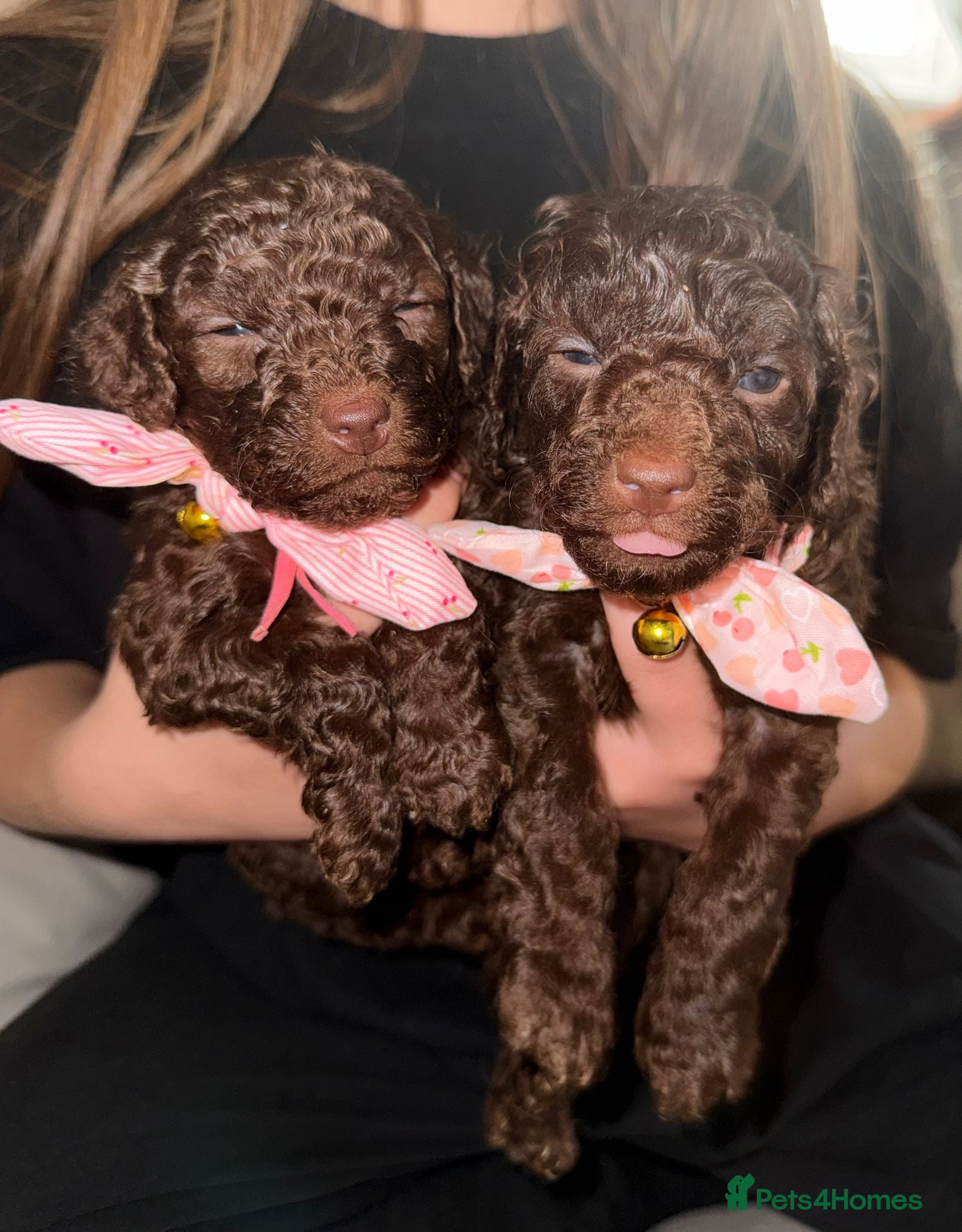 Cavapoo dogs Beautiful little of cavapoo puppy’s  - Advert 6