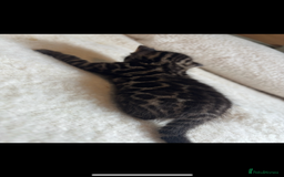 Bengal cats for sale: 4 Rare Tica Registered Bengal Kittens - Image 21