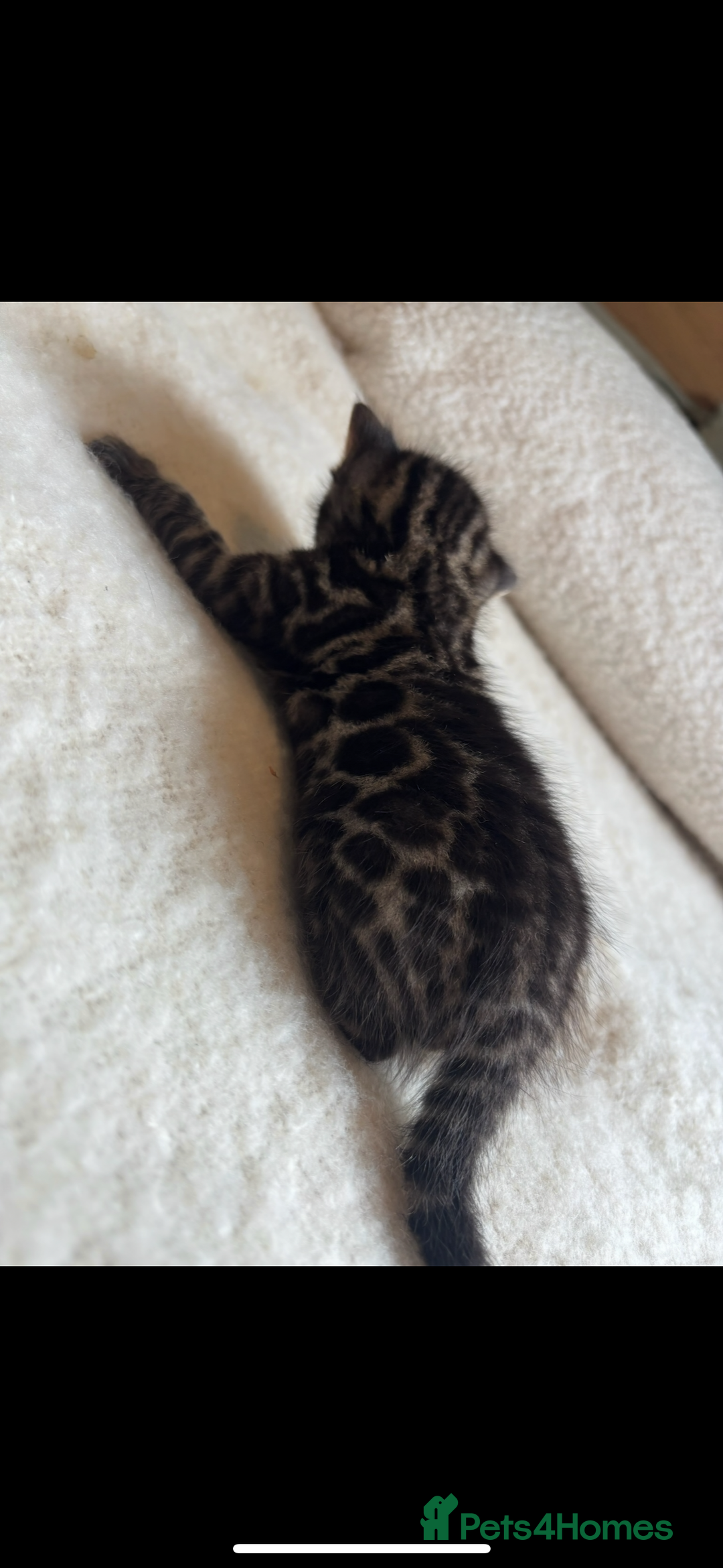 Bengal cats for sale: 4 Rare Tica Registered Bengal Kittens - Image 21