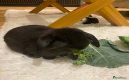 Mini Lop rabbits for sale: Two black mini lops - Image 1