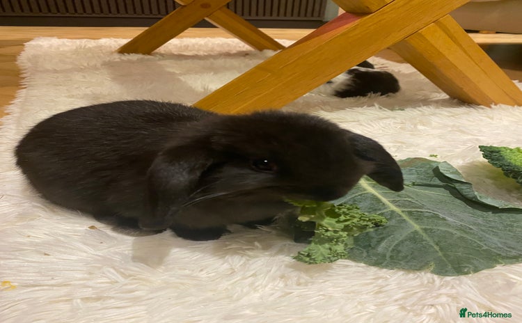 Mini Lop rabbits - Advert 5