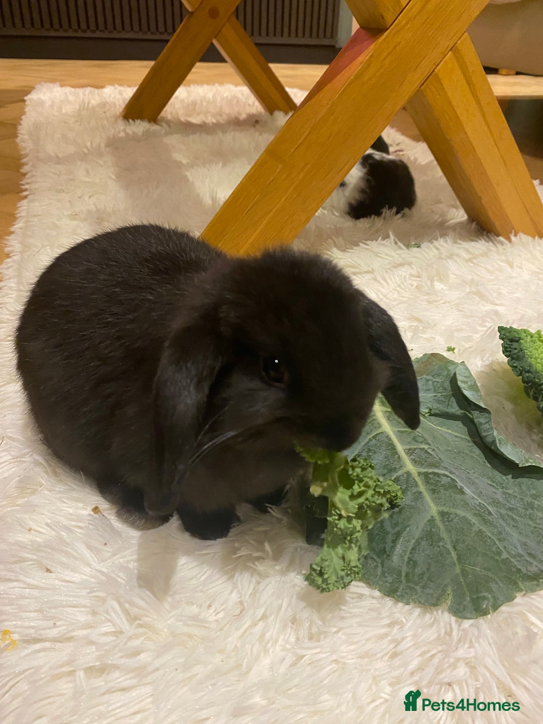 Mini Lop rabbits for sale: Two black mini lops - Image 1