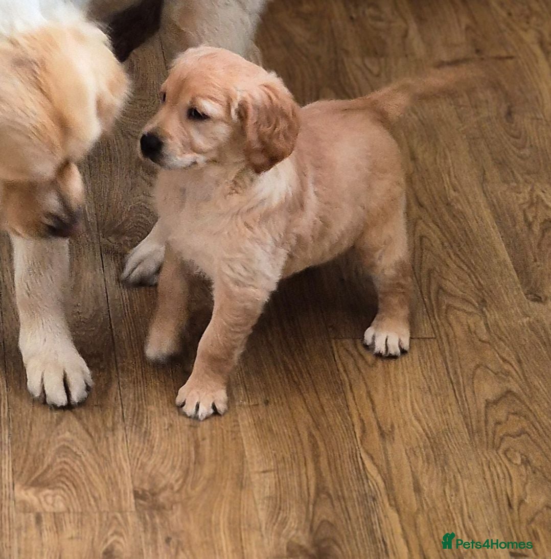 Golden Retriever dogs KC GOLDEN RETRIEVER PUPS, HEALTH TESTED PARENTS - Advert 1