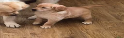 Golden Retriever dogs for sale: KC GOLDEN RETRIEVER PUPS, HEALTH TESTED PARENTS - Advert 6