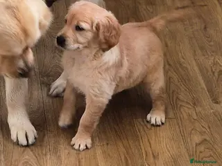 Golden Retriever dogs for sale: KC GOLDEN RETRIEVER PUPS, HEALTH TESTED PARENTS - Advert 1
