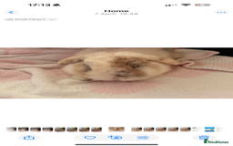 Mini Lop rabbits for sale: Mini lop free to good home  - Image 3