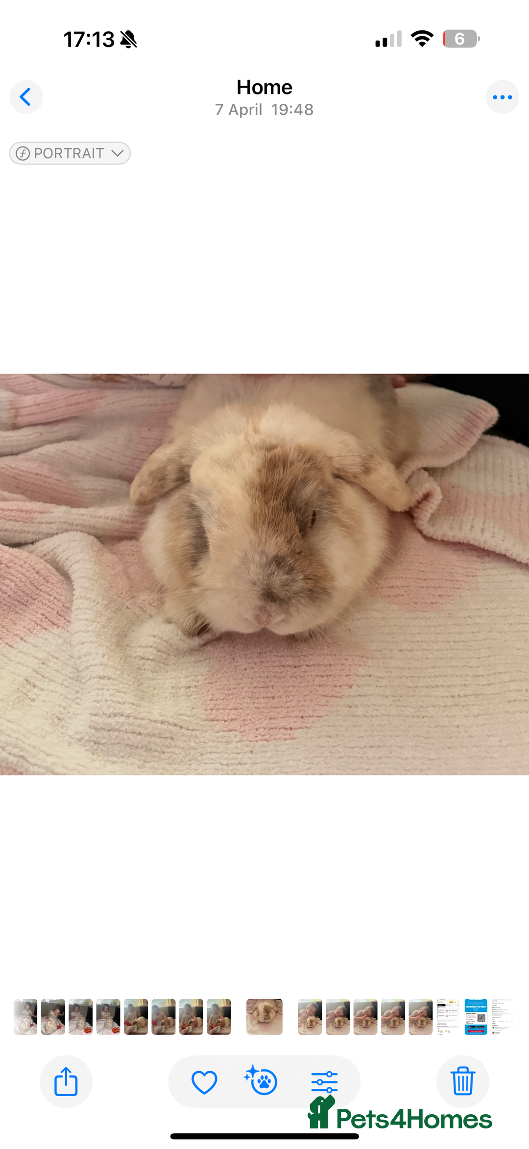Mini Lop rabbits for sale: Mini lop free to good home  - Image 3