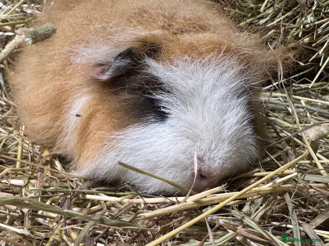 Guinea Pig rodents for sale: Bonded Swiss guinea pig boars - Advert 11