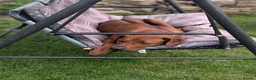 Rhodesian Ridgeback dogs for stud: Looking for a stud - Advert 6