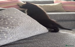 Ragdoll cats for sale: Ragdoll (cross) Kitten For Sale in Grantham - Image 2