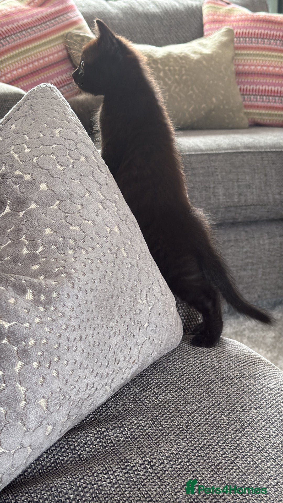 Ragdoll cats for sale: Ragdoll (cross) Kitten For Sale in Grantham - Image 2