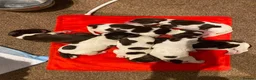 English Springer Spaniel dogs for sale: Gorgeous Family-Raised Springer Spaniel Puppies - Advert 22
