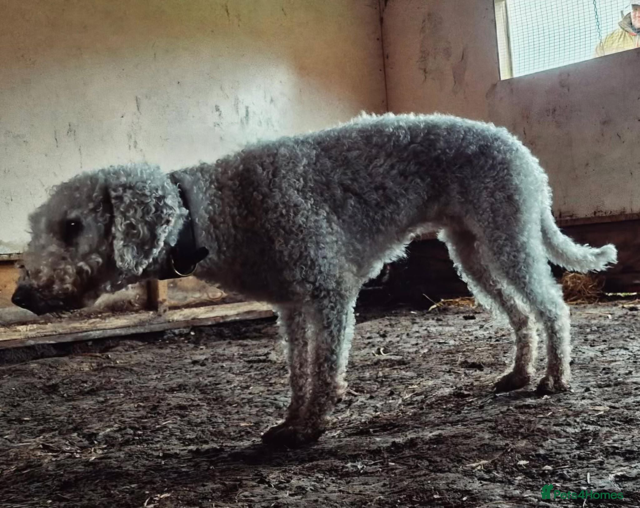 Bedlington Terrier dogs Bedlington Terrier pups - Advert 1