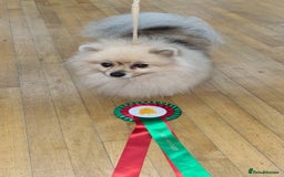 Pomeranian dogs for sale: Cherry needs a forever home - Image 3