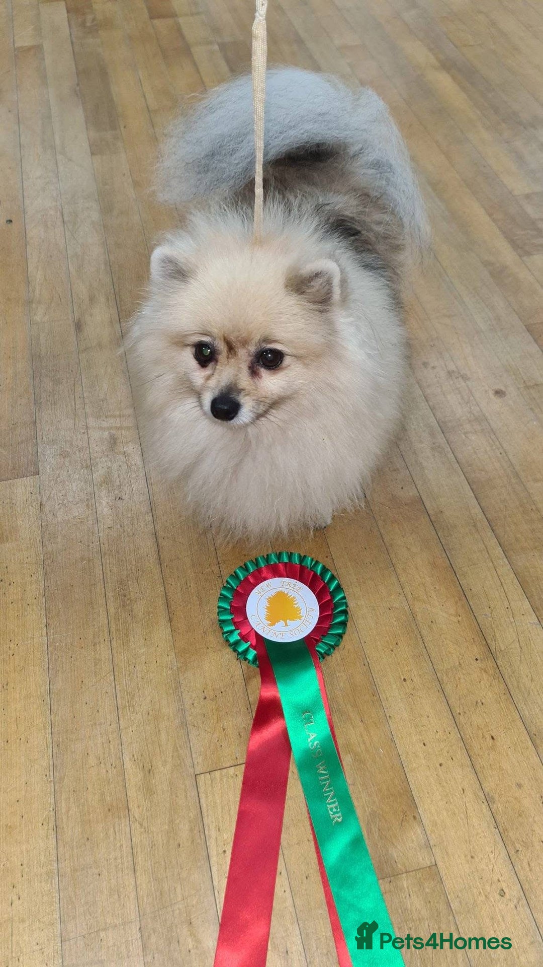 Pomeranian dogs for sale: Cherry needs a forever home - Image 3