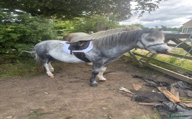 Welsh Section A horses - Advert 1