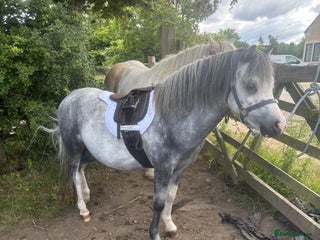 Welsh Section A horses - Advert 23
