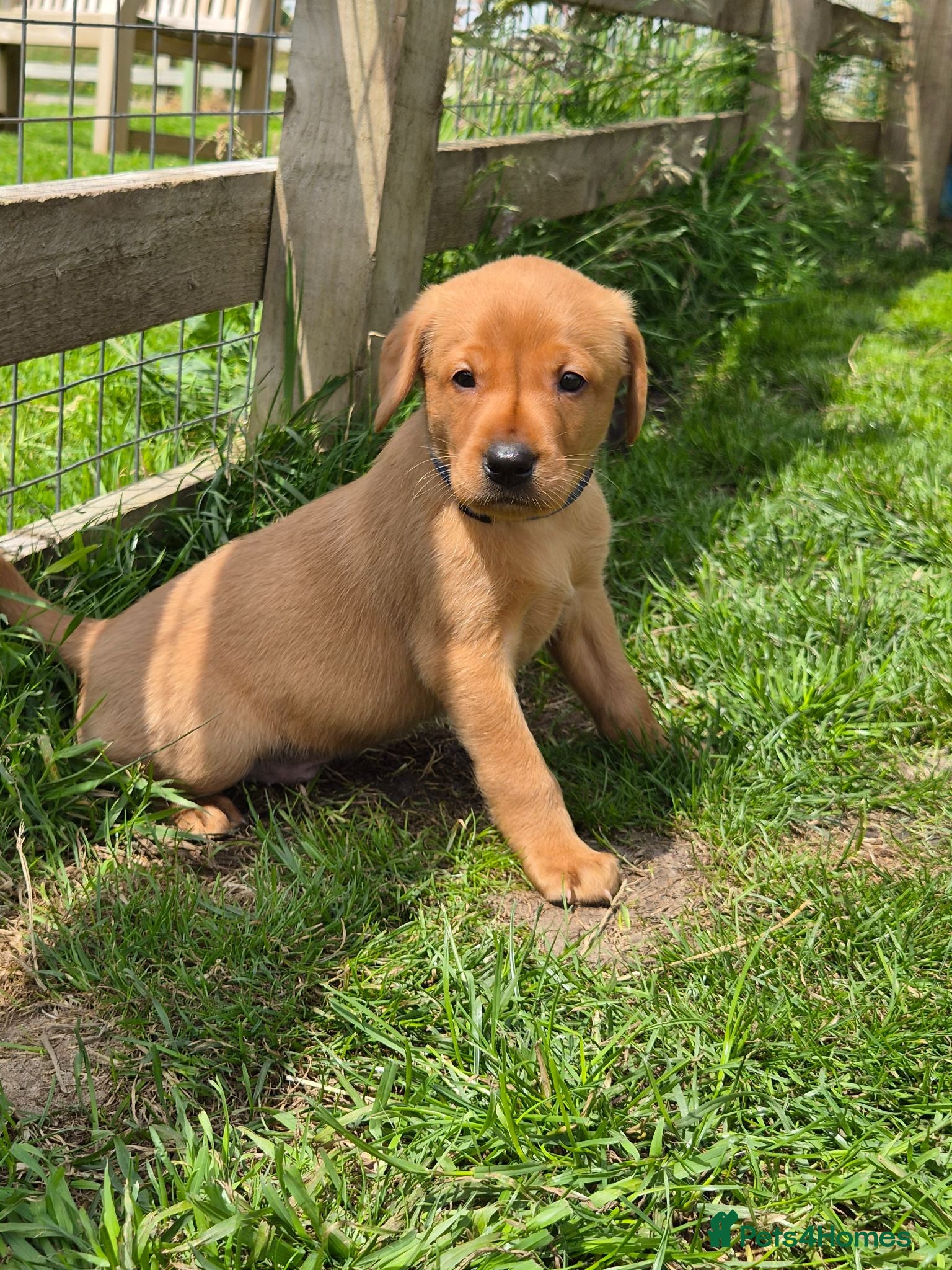 Labrador Retriever dogs KC Fox Red Labrador Puppies  - Advert 2