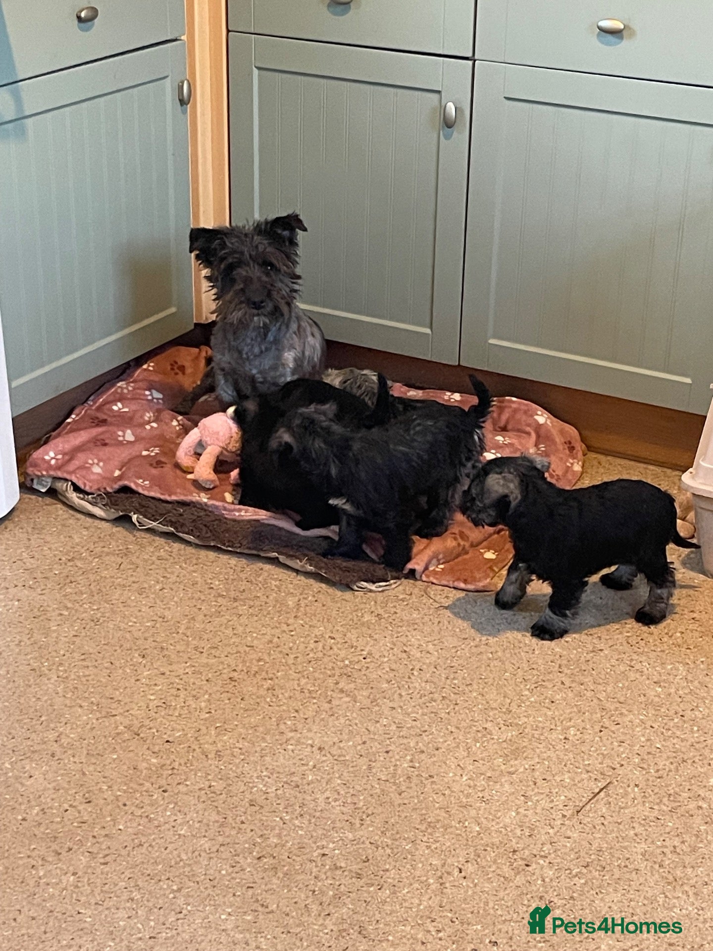 Mixed Breed dogs Wauzer pups for sale  - Advert 11