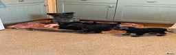 Mixed Breed dogs for sale: Wauzer pups for sale  - Advert 1
