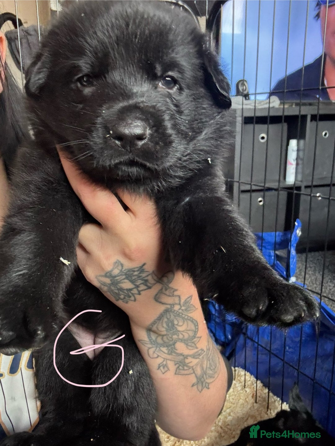 Mixed Breed dogs for sale: Shepweiler puppies READY TO RESERVE! - Image 6