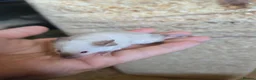Mouse rodents for sale: Fancy mice females various colours £12.50 - Advert 6