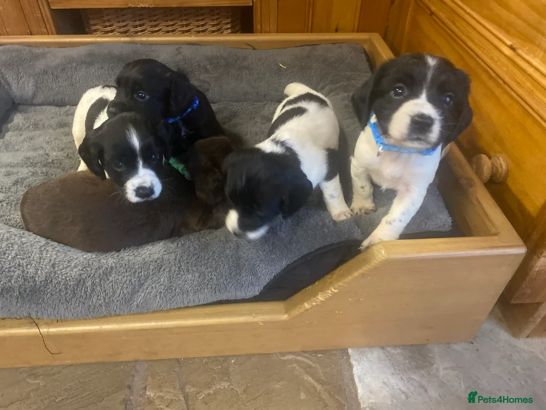 Sprocker dogs for sale: Superb litter of Sprocker Spaniels - Advert 6