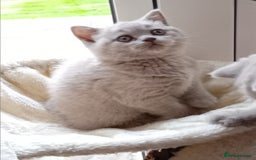 British Shorthair cats for sale: Gorgeous British short-hair kittens  - Image 2