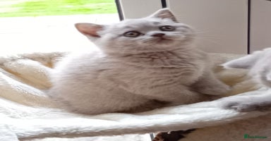 British Shorthair cats - Advert 14