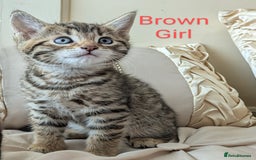 Bengal cats for sale: Purebred Spotted Bengal Kittens Brown Charcoal - Image 10