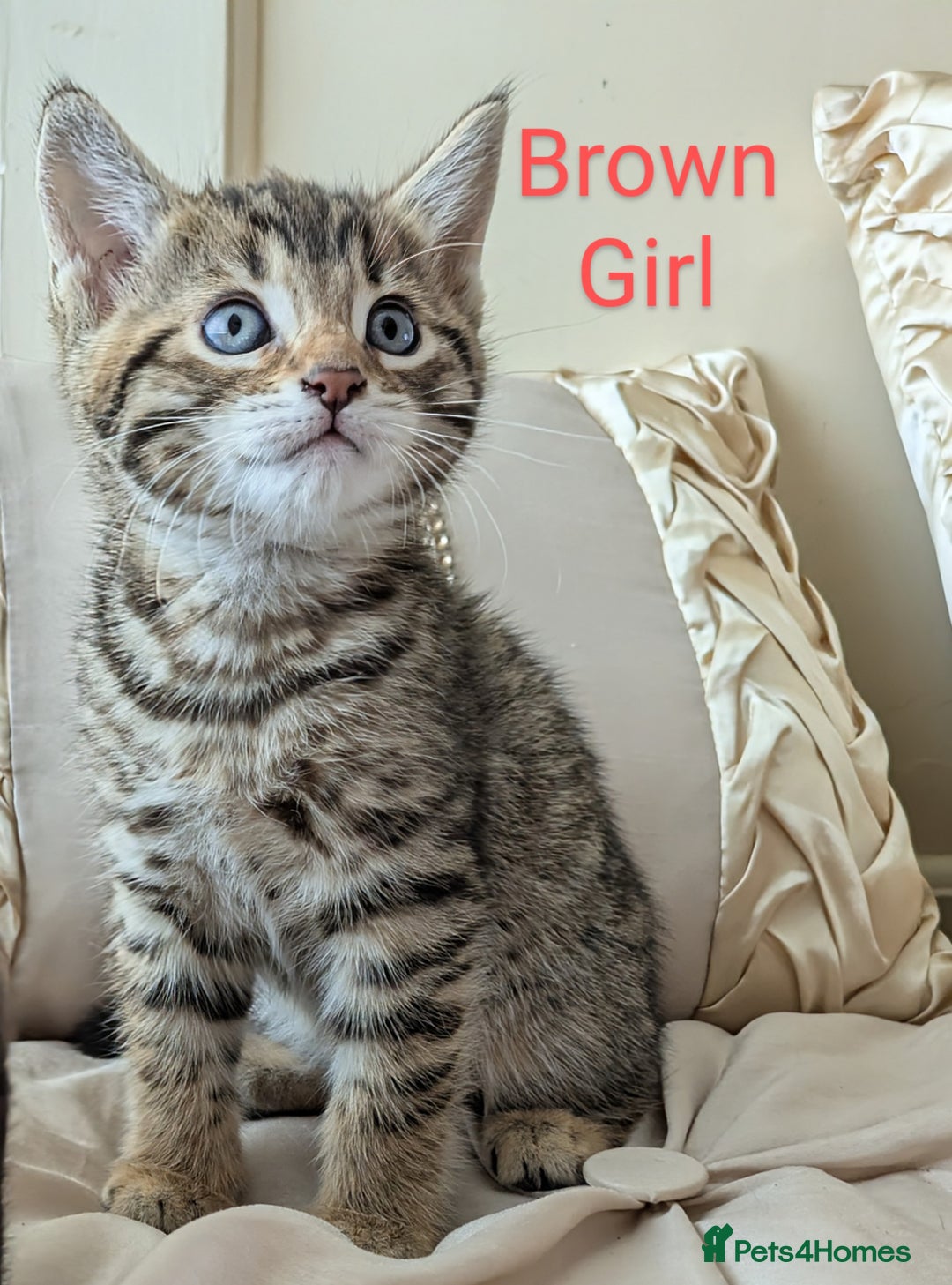 Bengal cats for sale: Purebred Spotted Bengal Kittens Brown Charcoal - Image 10