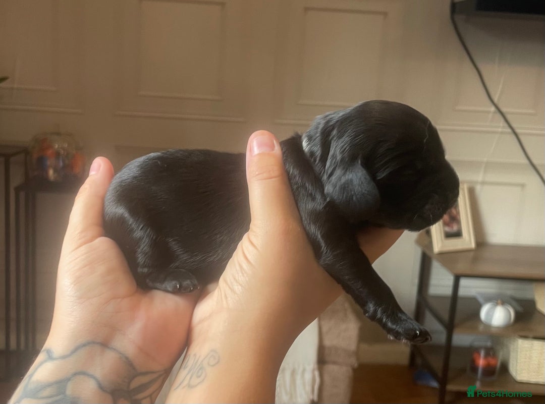 Cocker Spaniel dogs for sale: Cocker spaniel puppies  - Image 8