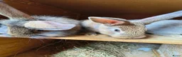 Lionhead rabbits for sale: Lion head babies 8 weeks  - Advert 3