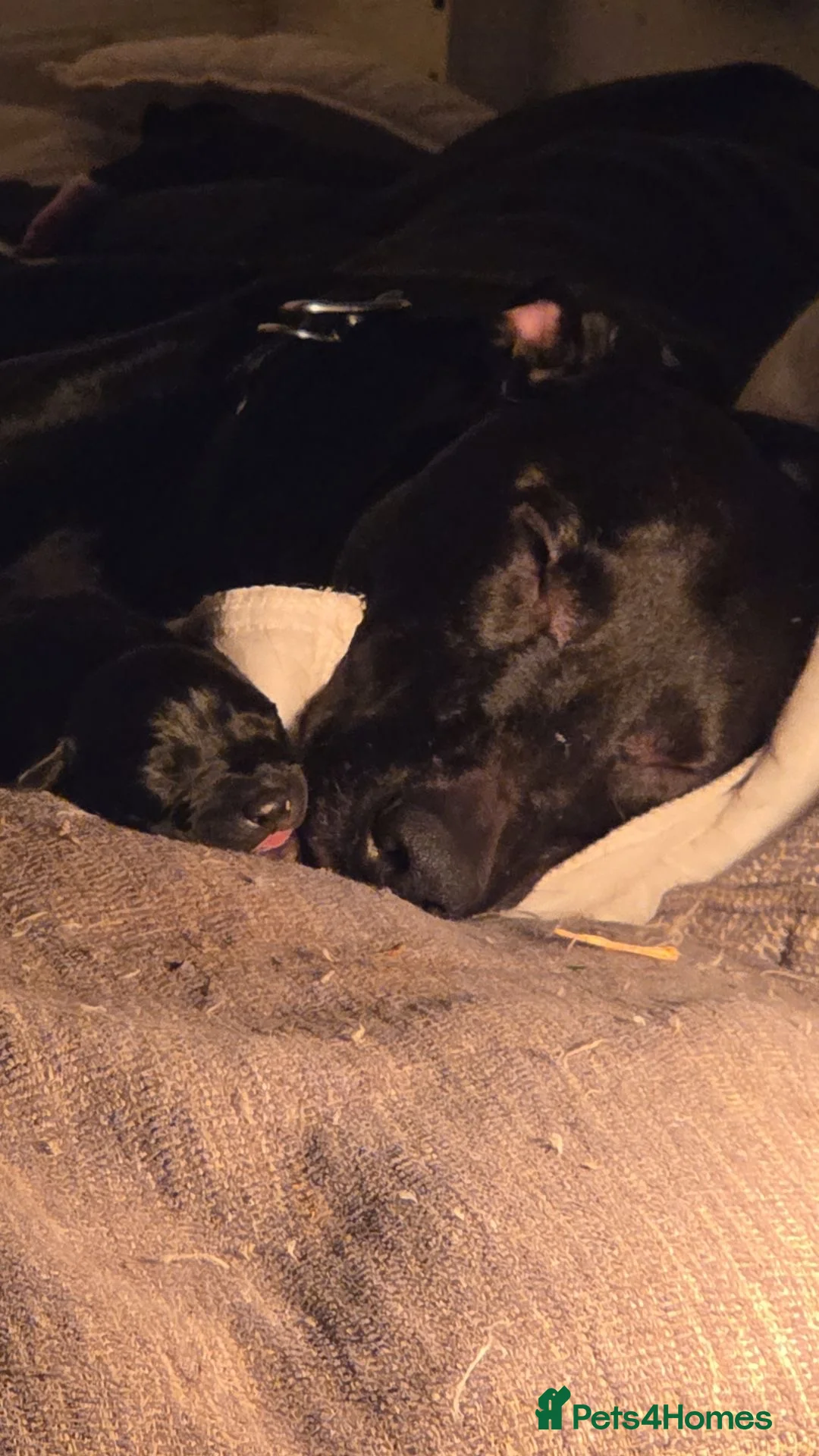 Mixed Breed dogs for sale: Lurcher-bull X Husky-staff - Advert 1