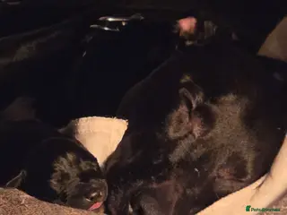 Mixed Breed dogs Lurcher-bull X Husky-staff - Advert 1