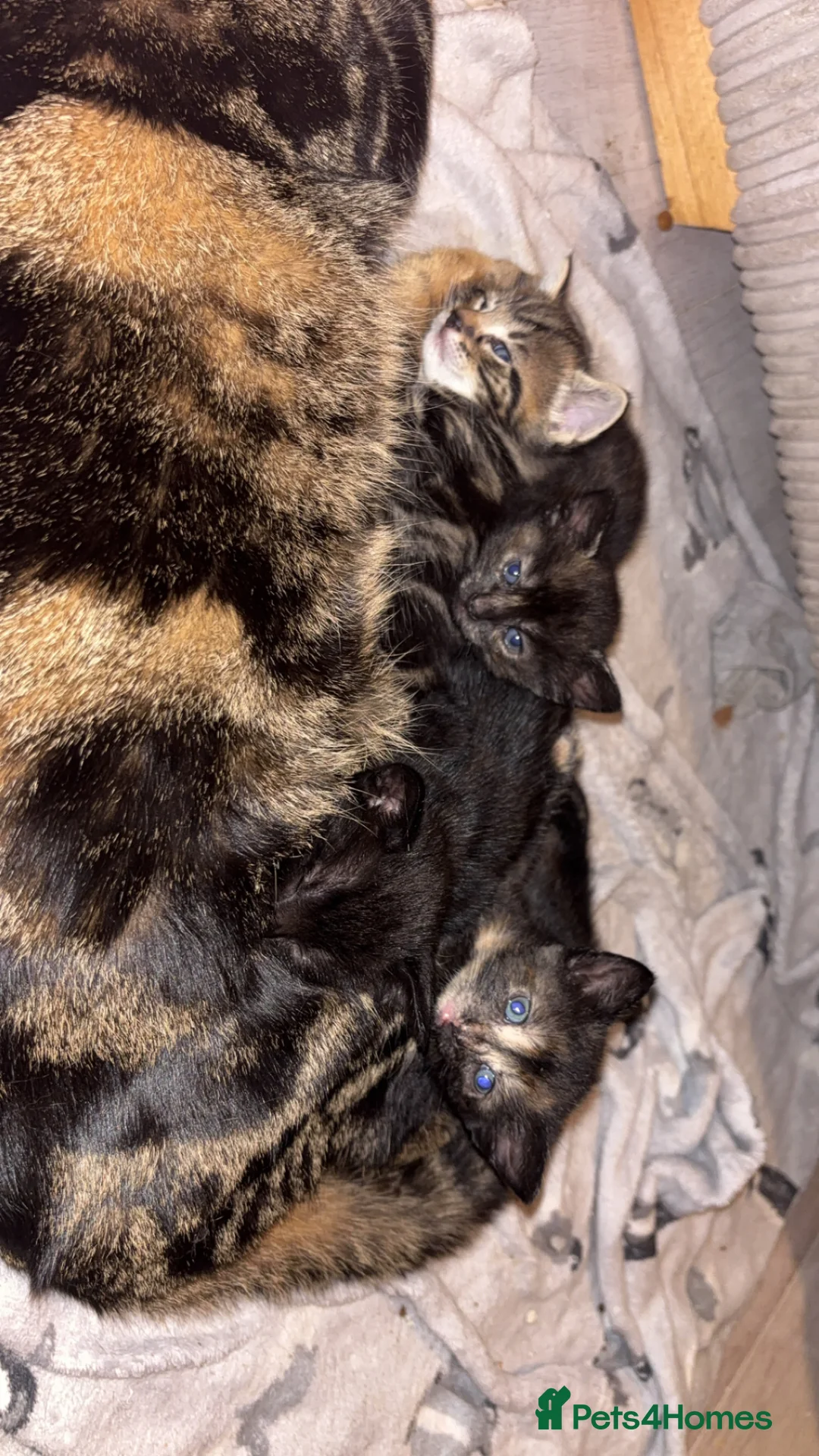 Mixed Breed cats for sale: 2 female mixed breed kittens  - Advert 1