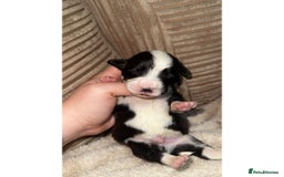 Mixed Breed dogs for sale: 🐾 3 Beautiful Show Cocker Spaniel Mix Puppies 🐾 - Image 3