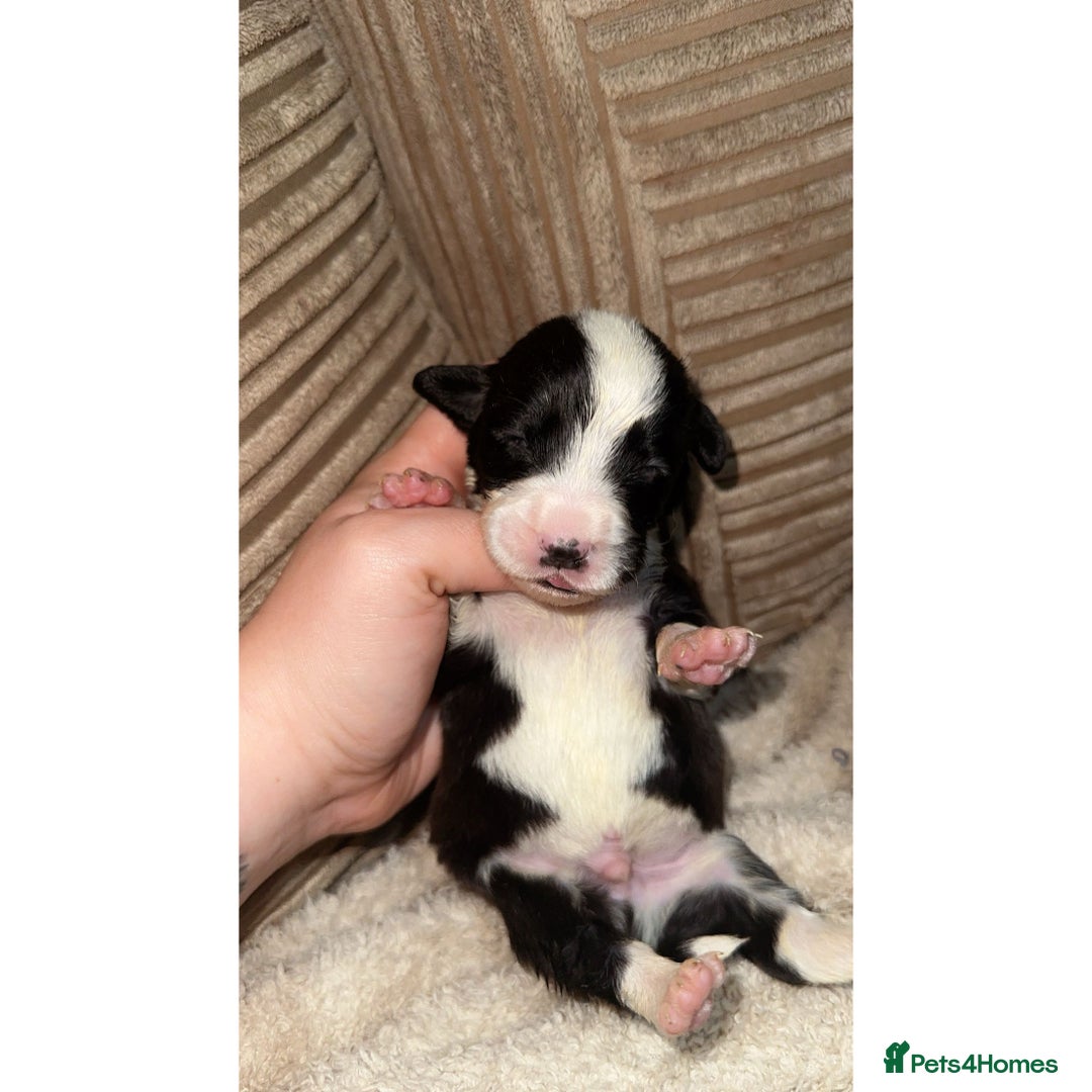 Mixed Breed dogs for sale: 🐾 3 Beautiful Show Cocker Spaniel Mix Puppies 🐾 - Image 3
