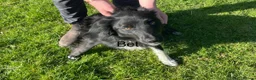 Border Collie dogs for sale: 1 year old Border Collies - Advert 2