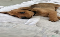 Mixed Breed dogs for sale: Mini Dachshund x Pomeranian girl - Image 2