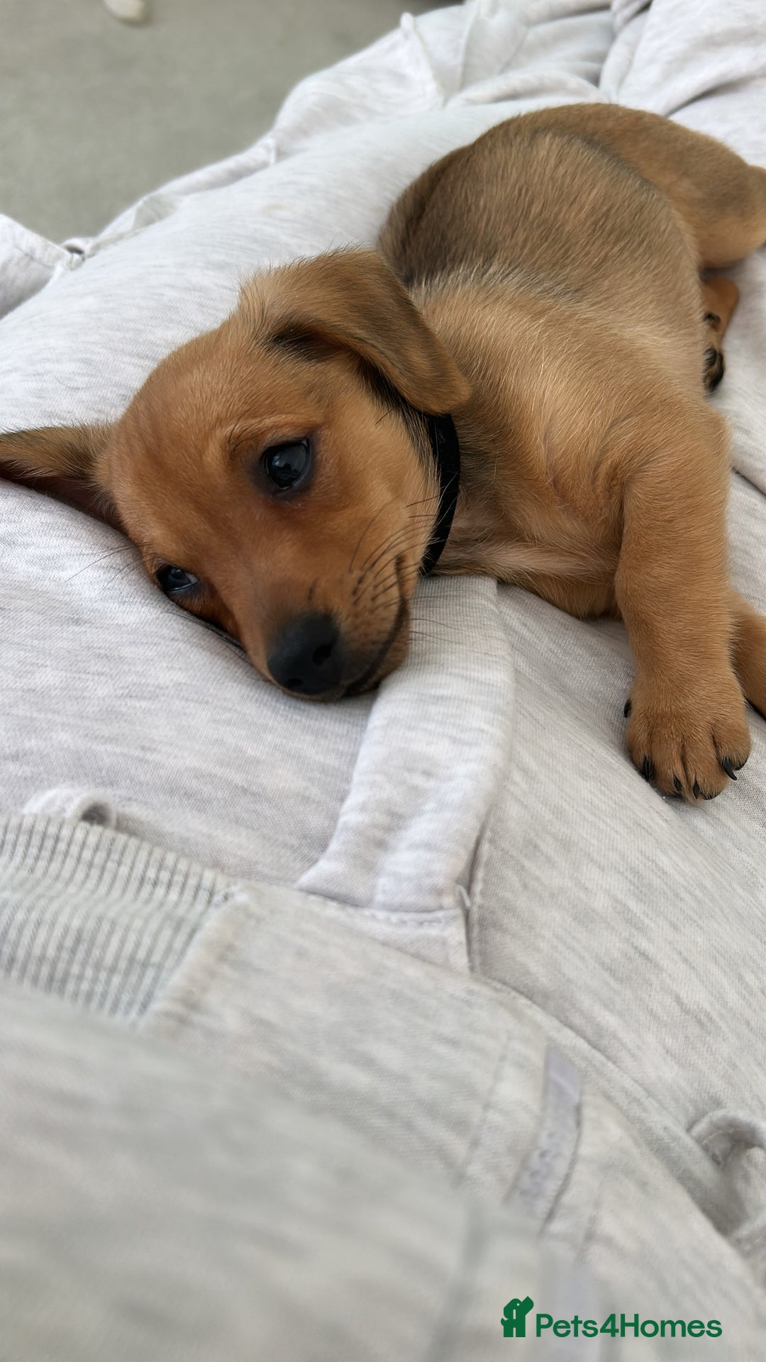 Mixed Breed dogs for sale: Mini Dachshund x Pomeranian girl - Image 2