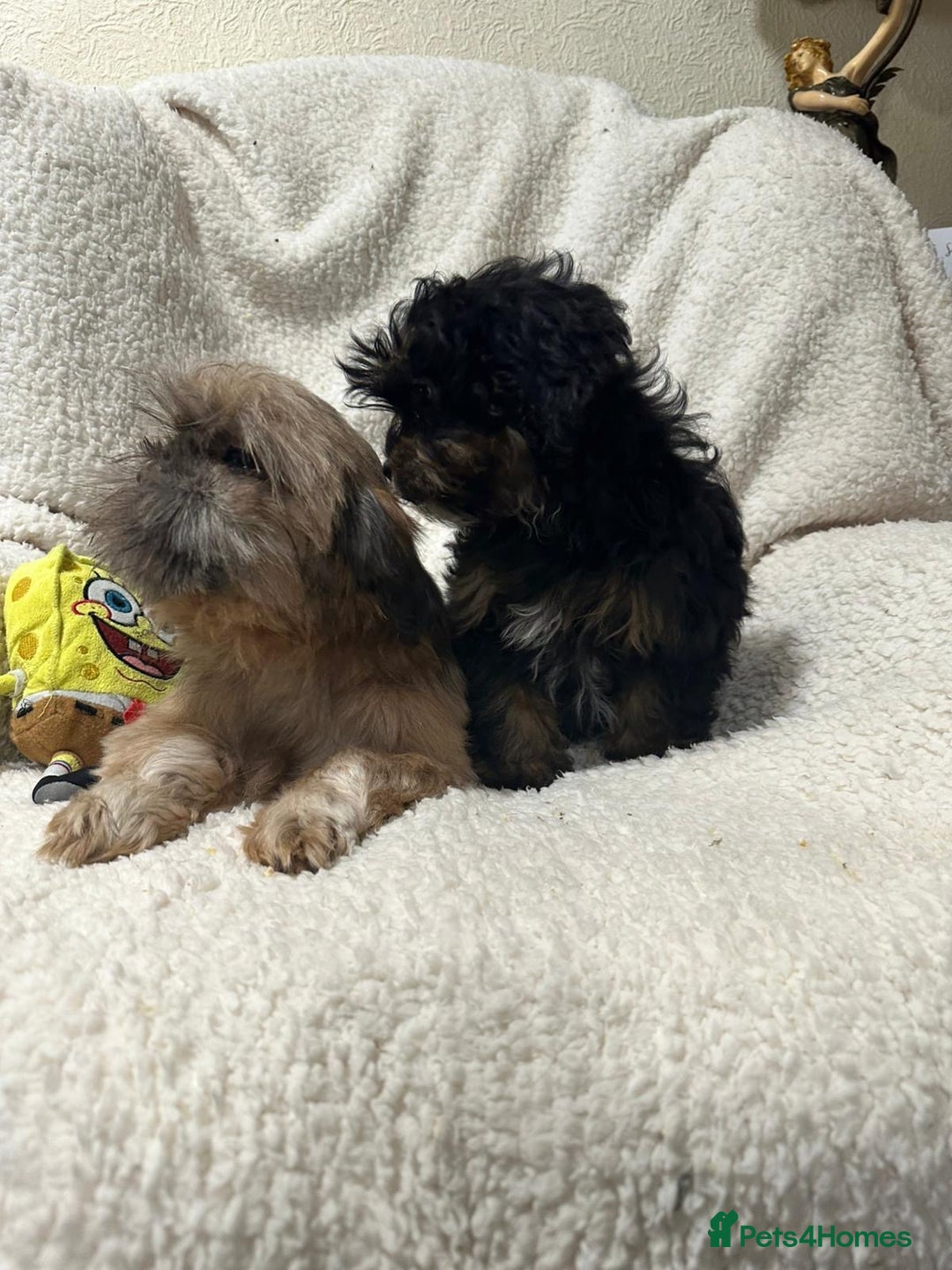 Shihpoo dogs for sale: Gorgeous shihpoo’s - Advert 14