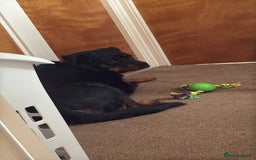Rottweiler dogs for sale: Raven  - Image 4