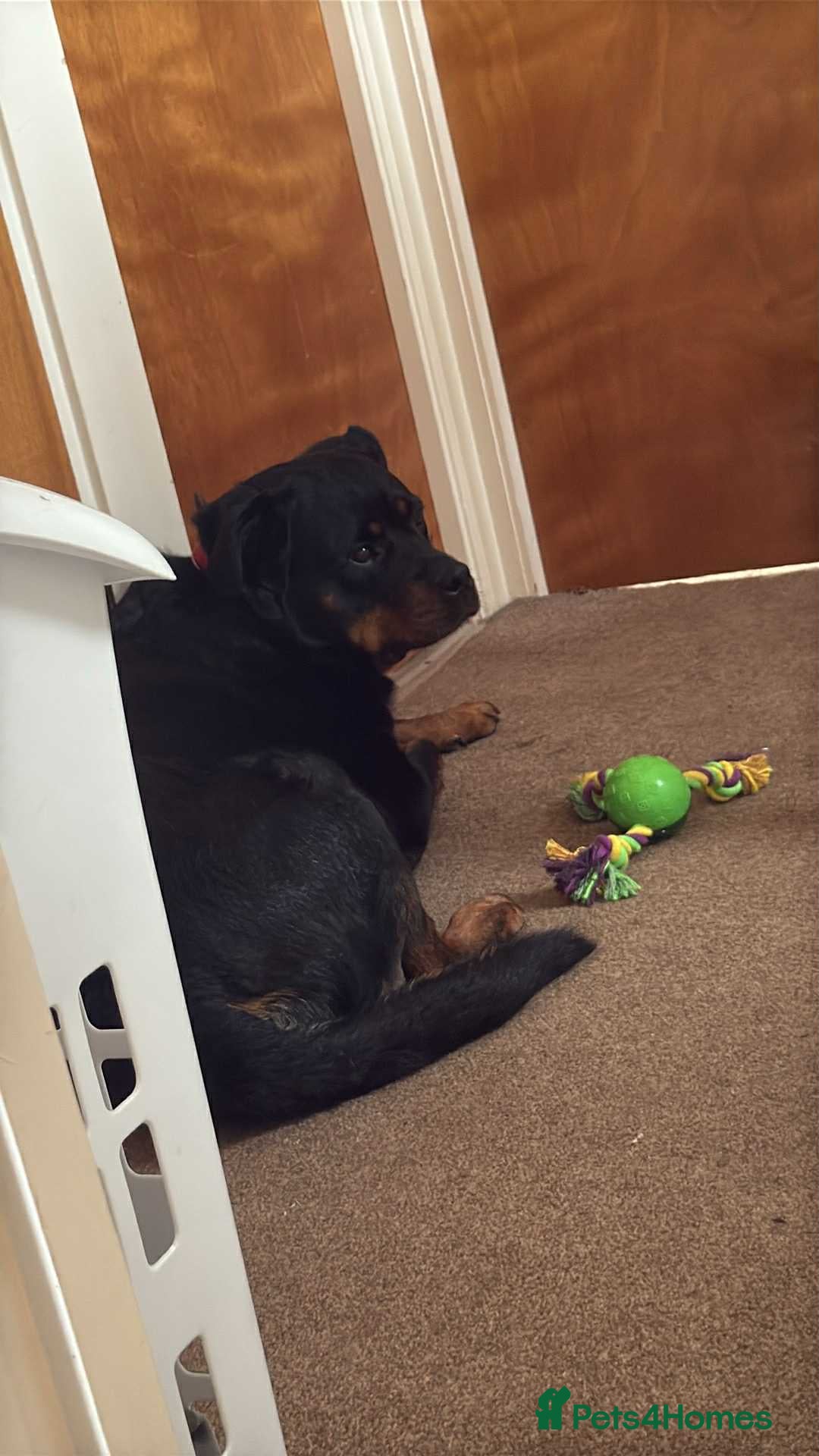 Rottweiler dogs for sale: Raven  - Image 4