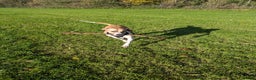 Mixed Breed dogs for sale: Beautiful and loving Cretan Hound cross  - Advert 2