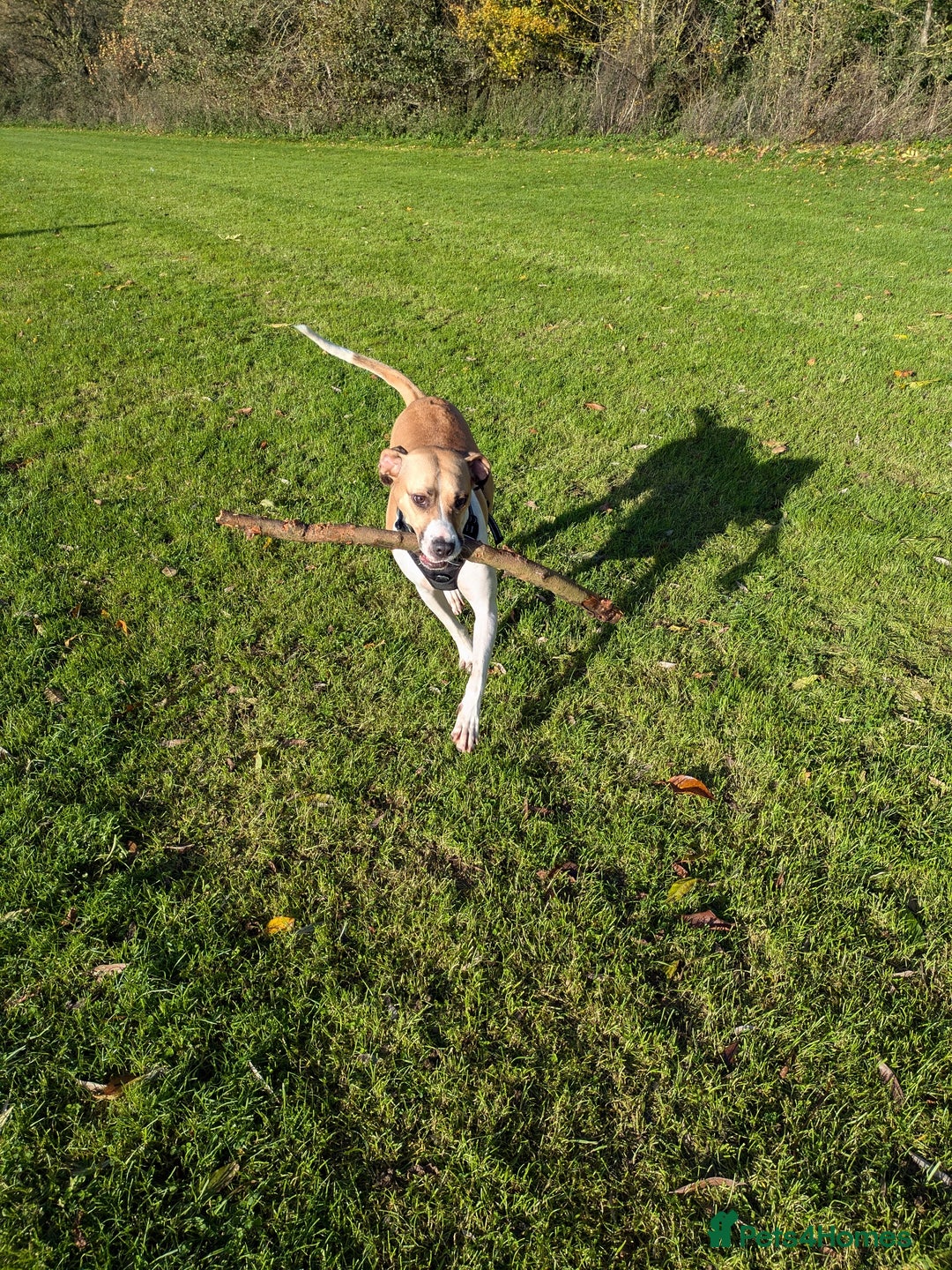 Mixed Breed dogs for sale: Beautiful and loving Cretan Hound cross  - Image 2