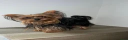 Yorkshire Terrier dogs for sale: Lovely Yorkshire Terrier Puppy ❤️ - Advert 9