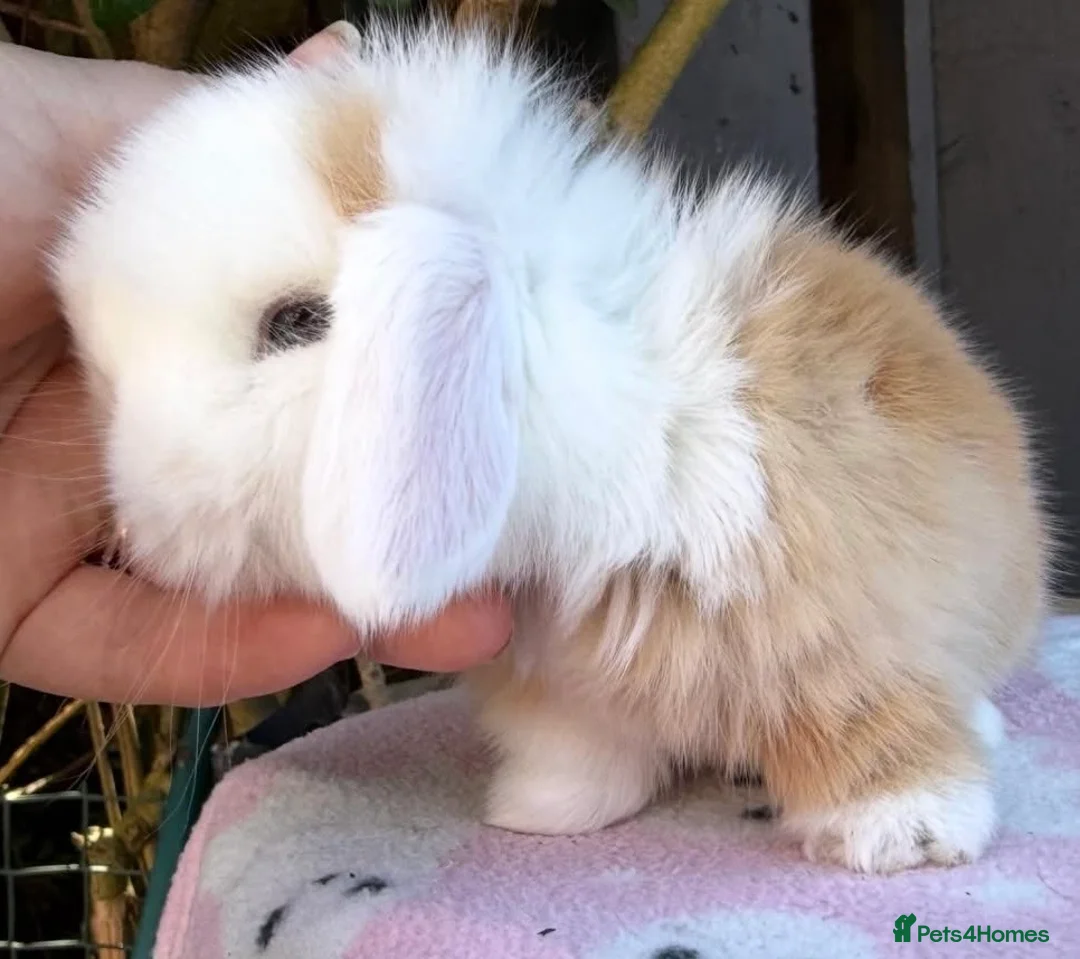 Mini Lop rabbits for sale: stunning purebred mini lop baby boy - Advert 2