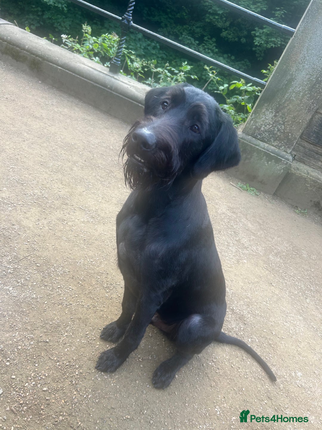 Labradoodle dogs for stud: Pedro for stud  - Advert 4